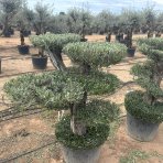 Olivovník európsky (Olea europaea) - výška 130-150 cm, obvod kmeňa 40/50 cm, kont. C90L - MULTI PONPON - 4 POSCHODIA (-12°C)